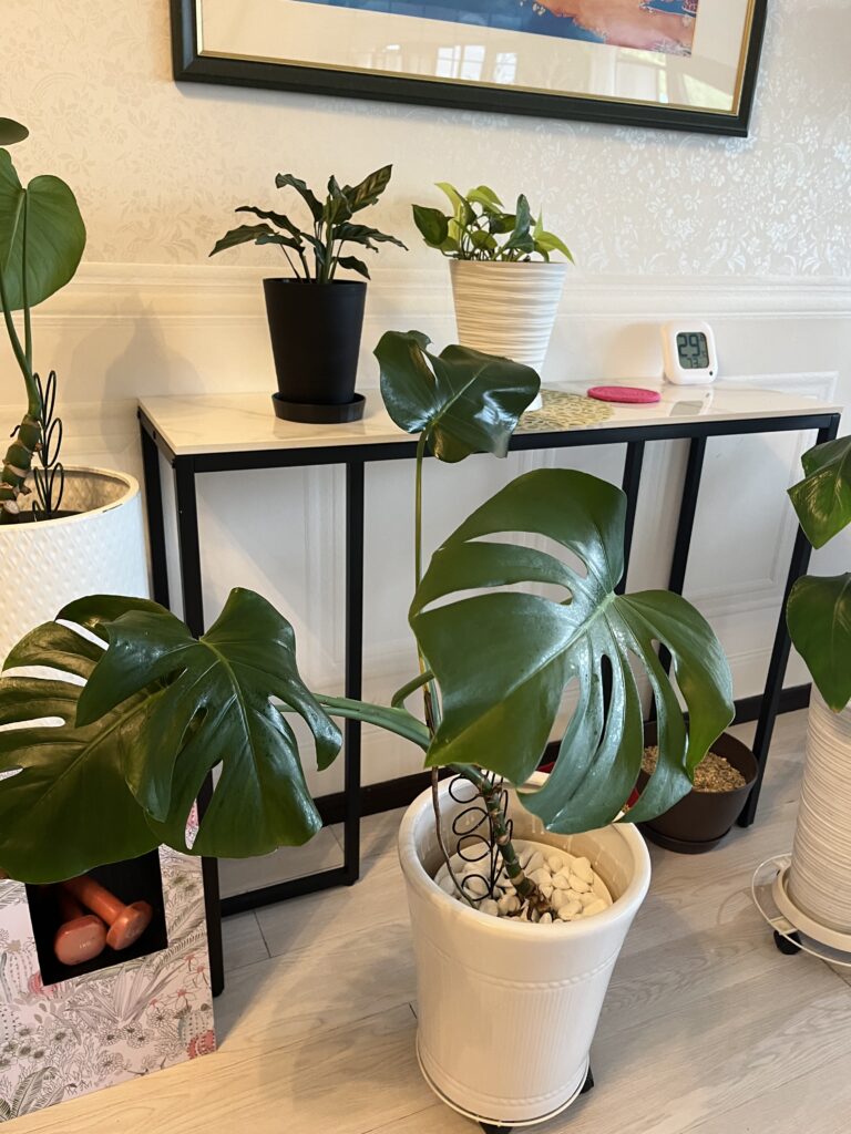 自宅の観葉植物